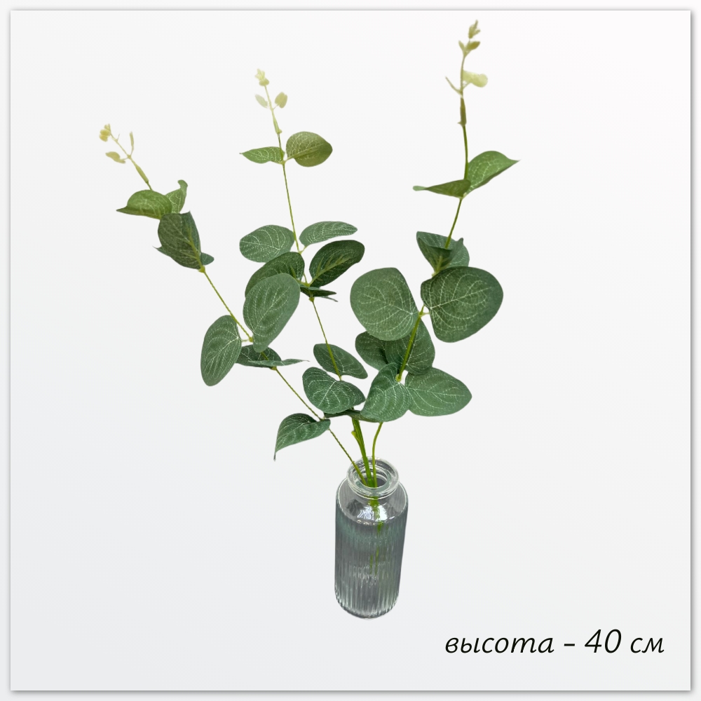 Зелень, Пеперомия Элла (ответвление)