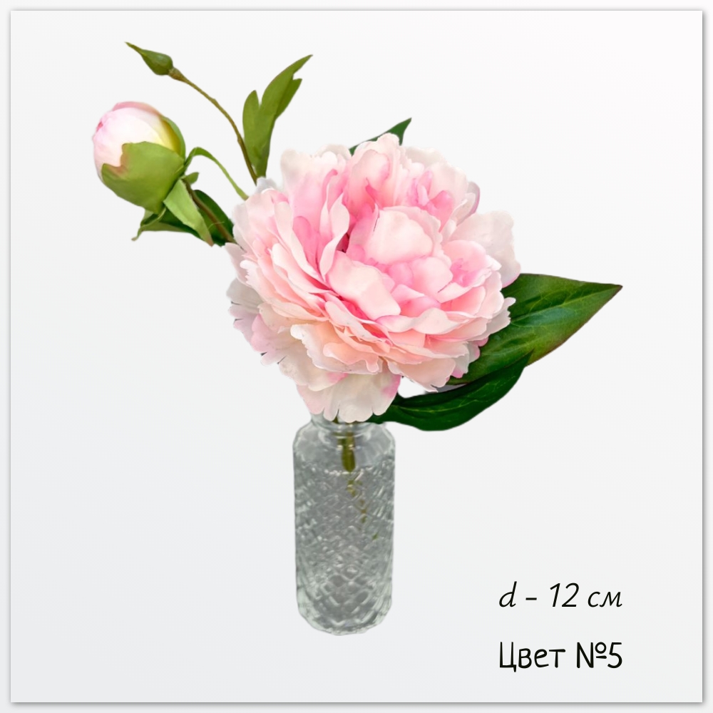 Пион Эланд, цвет №5