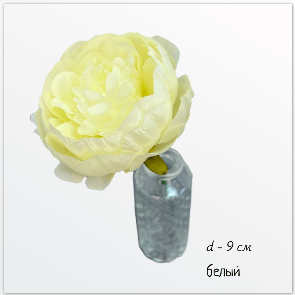 Пион фата, белый