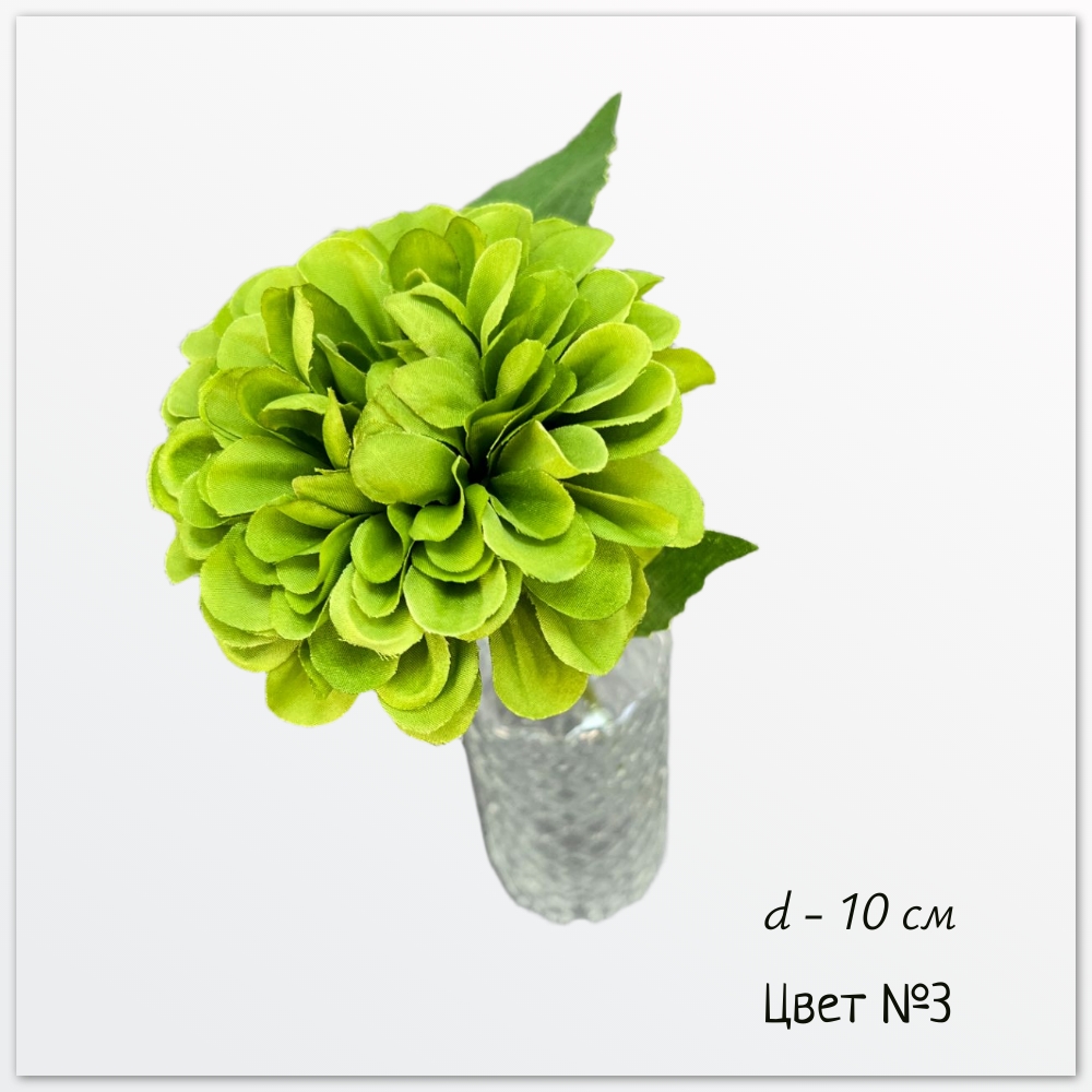 Георгин Дахлия Пинната, цвет № 3