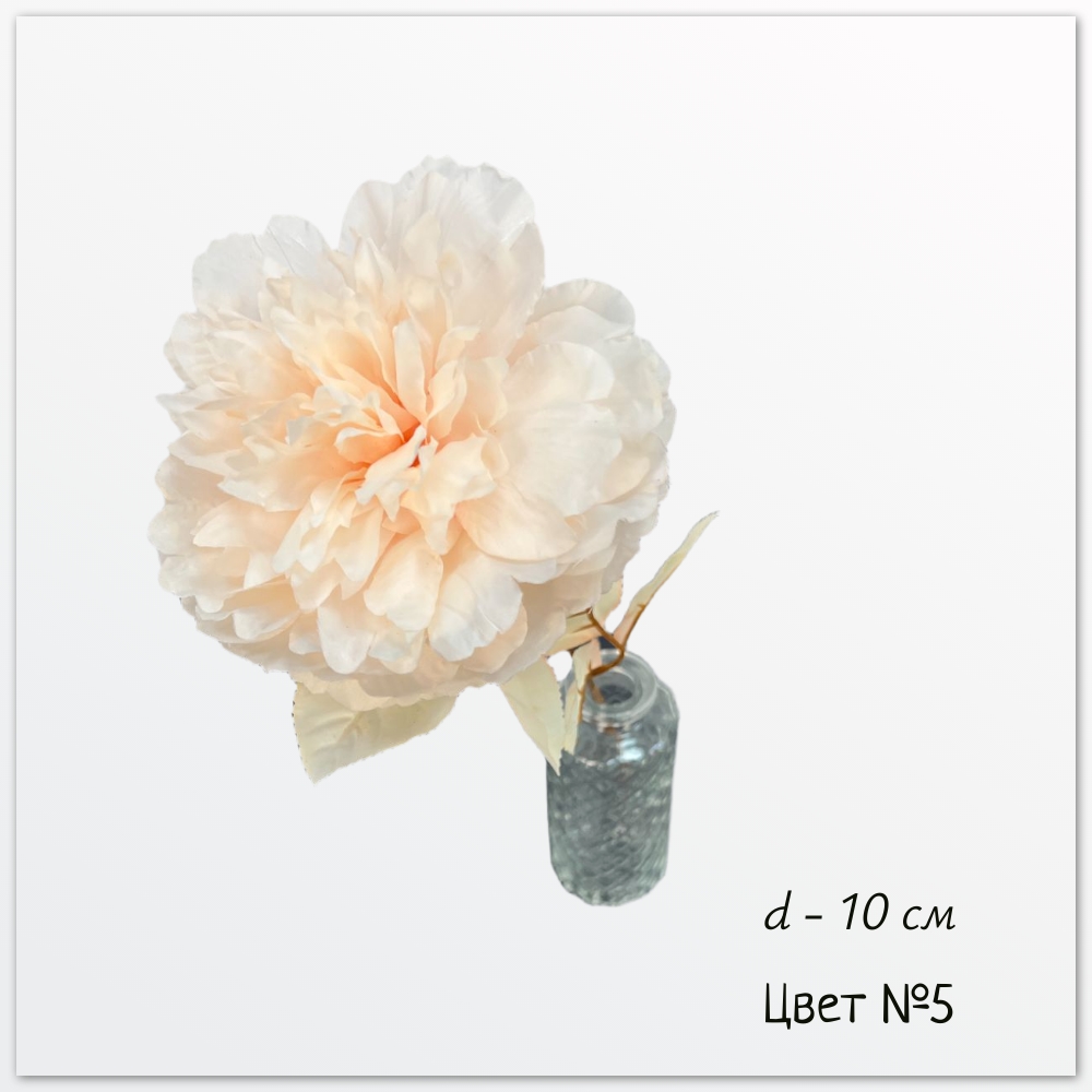 Пион Пуэрти, цвет №5